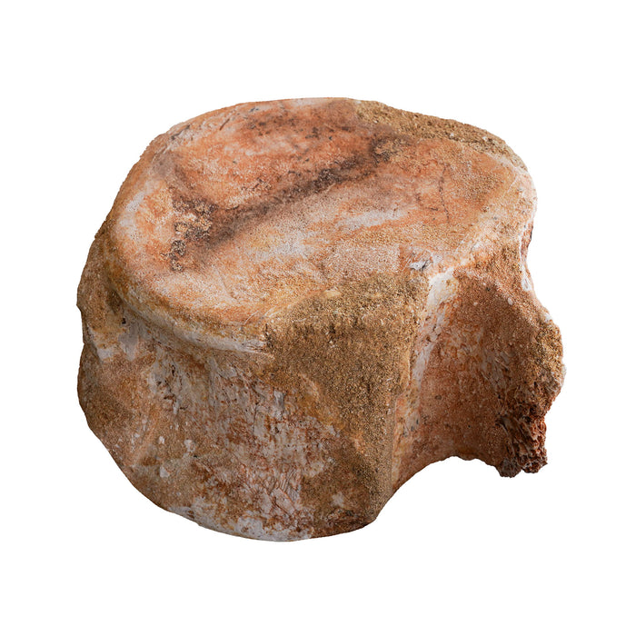 Fossilized Vertebrate, Large