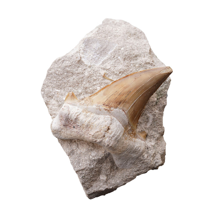 Fossilized Shark Tooth on Matrix, Small