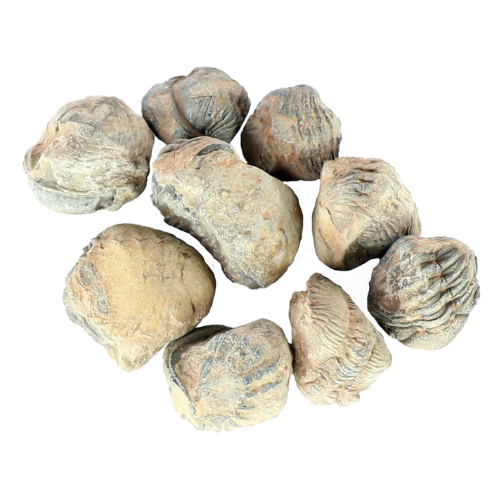 Extra Small Petrified Trilobite Fossil