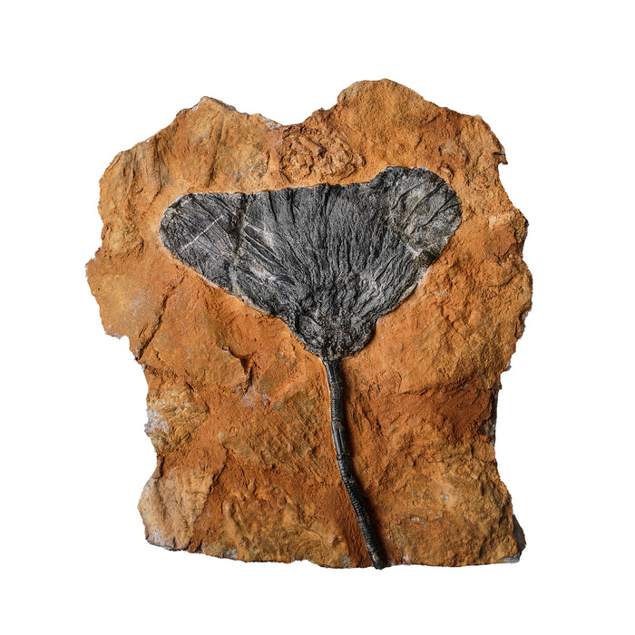 Crinoid Fossil Plaque, Small