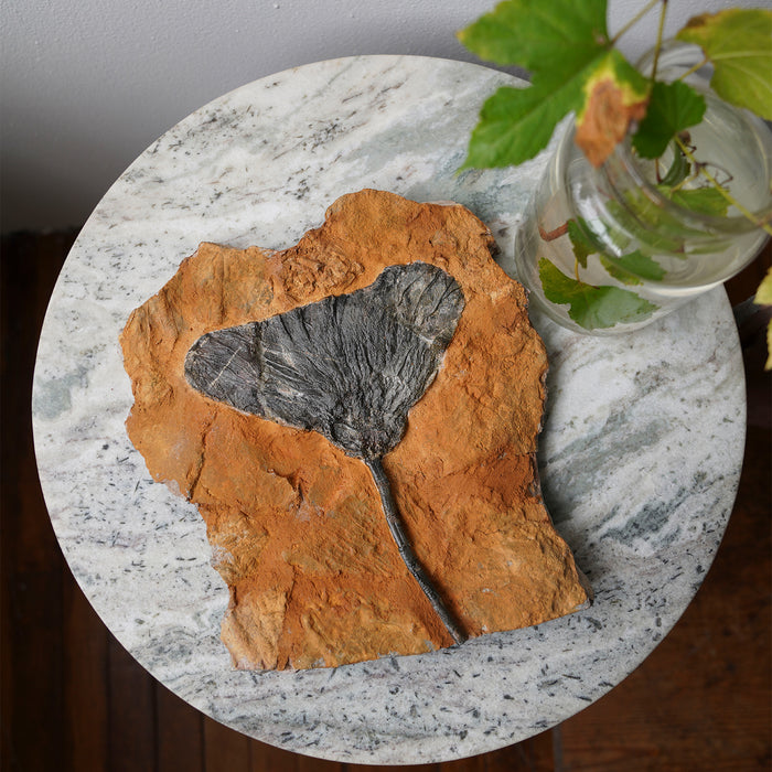 Crinoid Fossil Plaque, Small