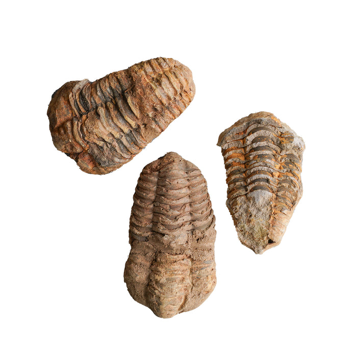 Rough Trilobite Fossil