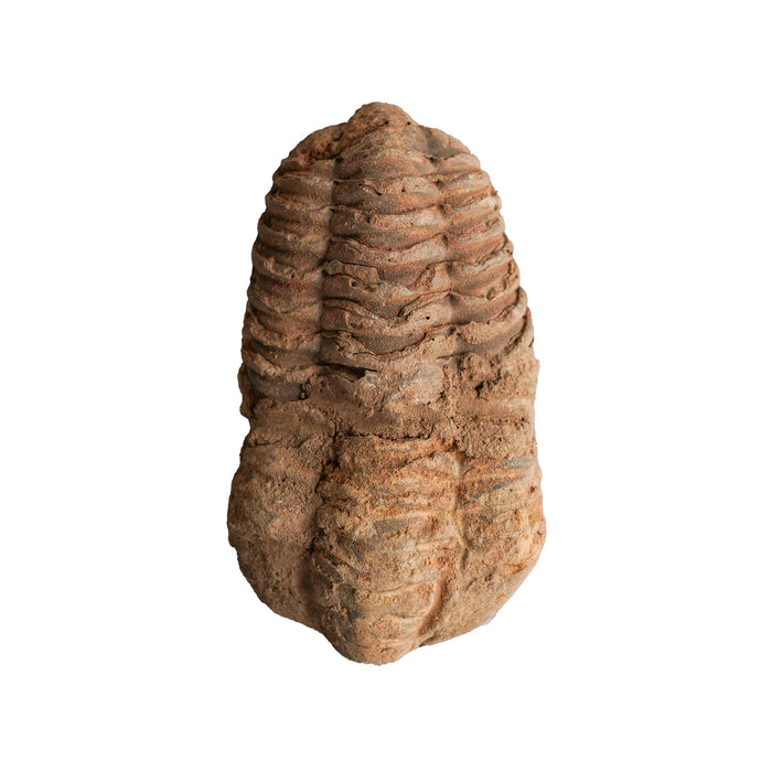 Rough Trilobite Fossil