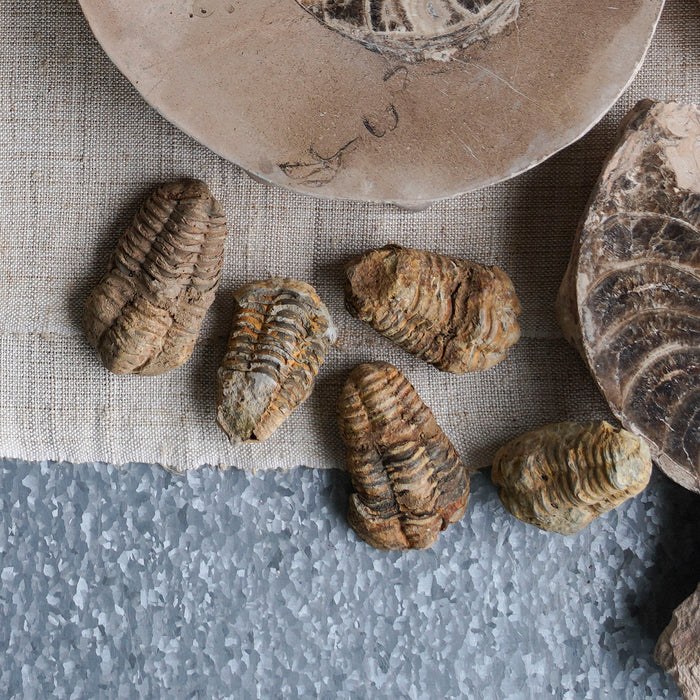 Rough Trilobite Fossil