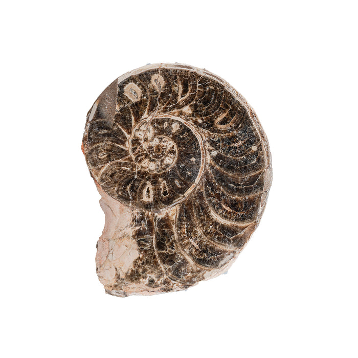 Split Polished Ammonite Pair