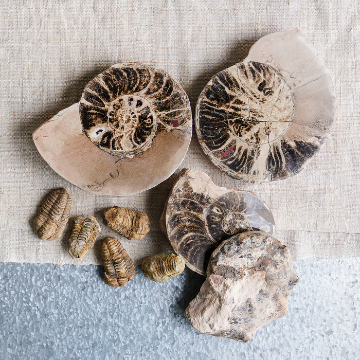 Split Polished Ammonite Pair