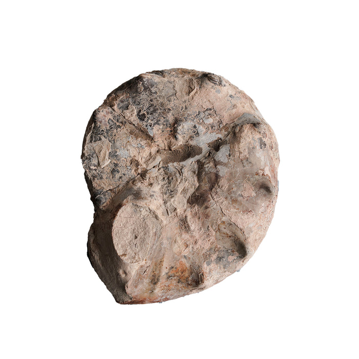 Split Polished Ammonite Pair