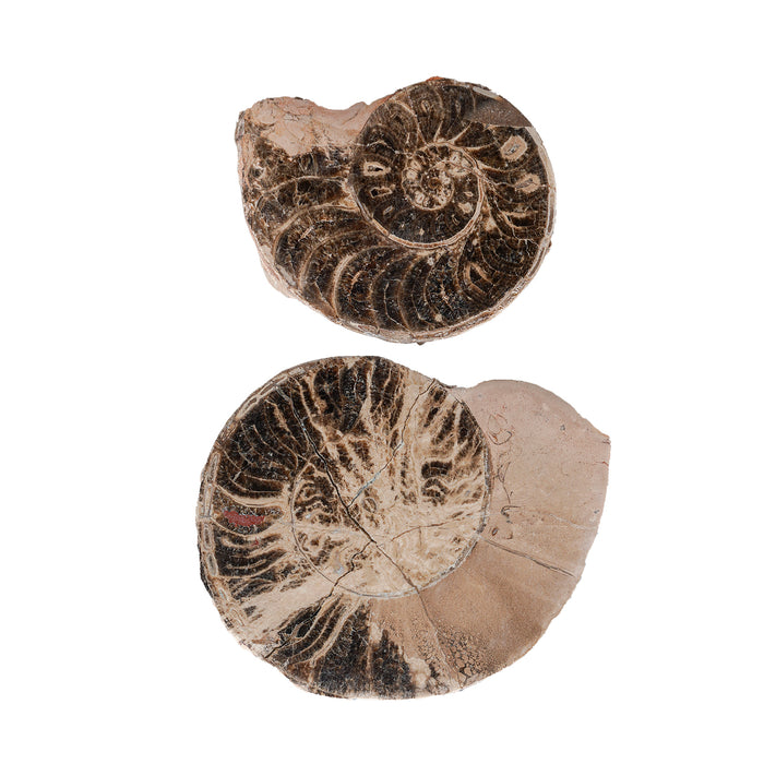 Split Polished Ammonite Pair