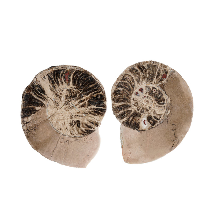 Split Polished Ammonite Pair