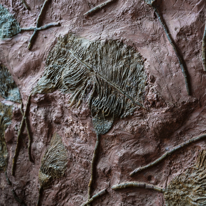 Large Joined Crinoid Plaque