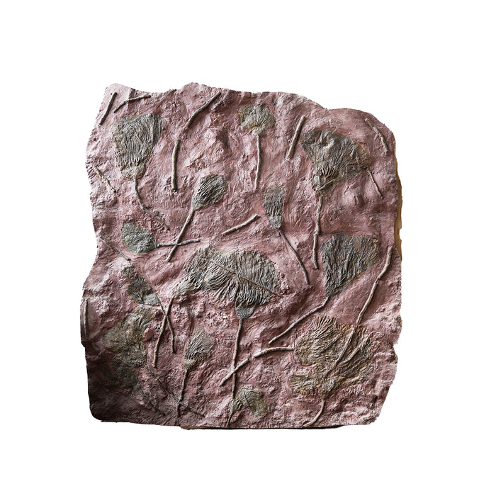 Large Joined Crinoid Plaque