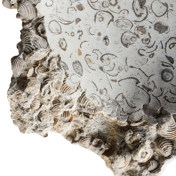 Carved Bowl w Fossil