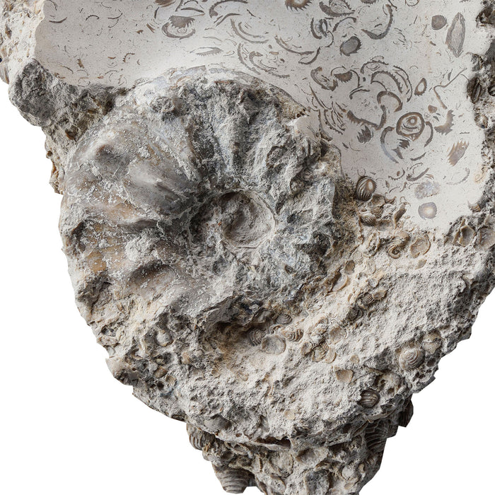 Carved Bowl w Fossil