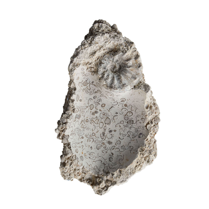 Carved Bowl w Fossil