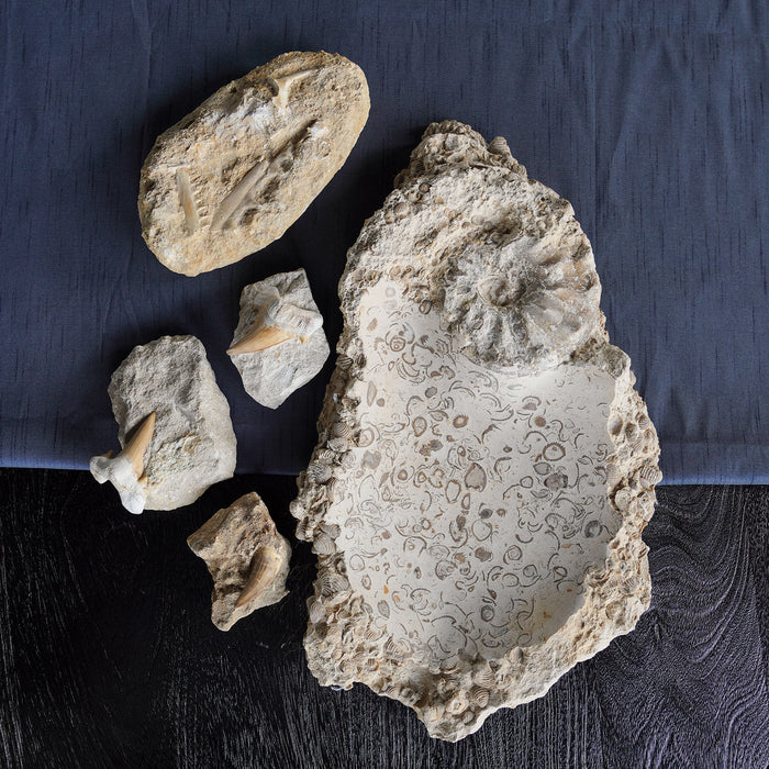 Carved Bowl w Fossil