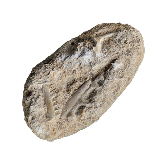 Semi-finished Fossiled Fish