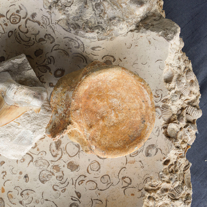 Fossilized Vertebrate, Large