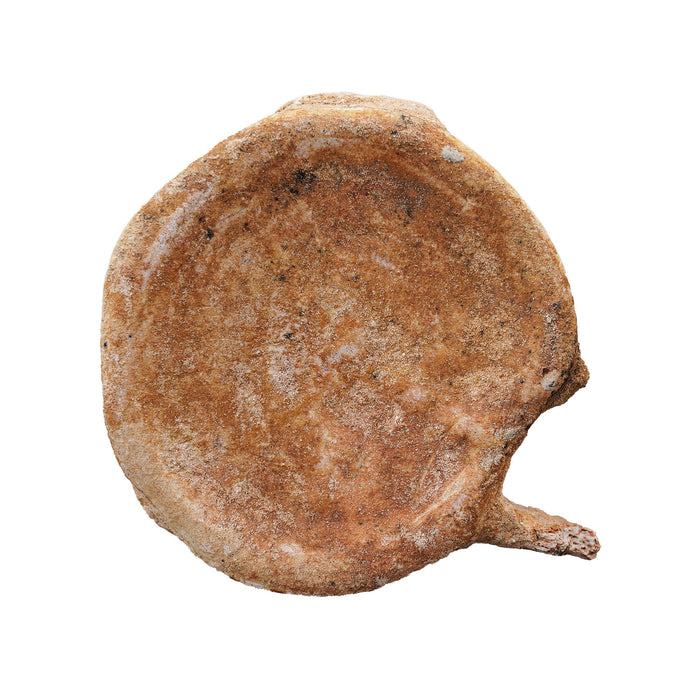 Fossilized Vertebrate, Large