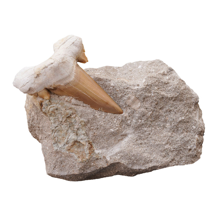 Fossilized Shark Tooth on Matrix, Small