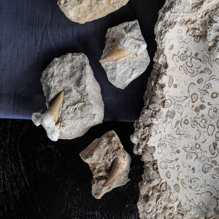 Fossilized Shark Tooth on Matrix, Small