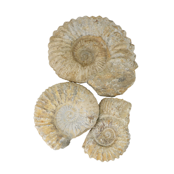 Ammonite Fossil, Medium