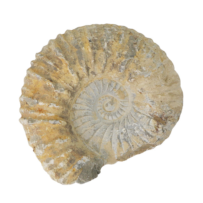 Ammonite Fossil, Medium