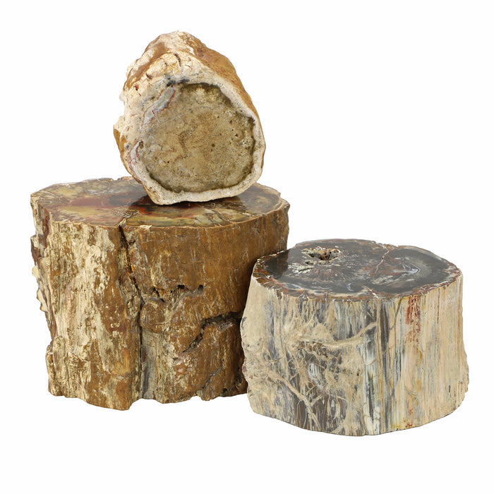 Madagascar Petrified Wood Branch, Medium