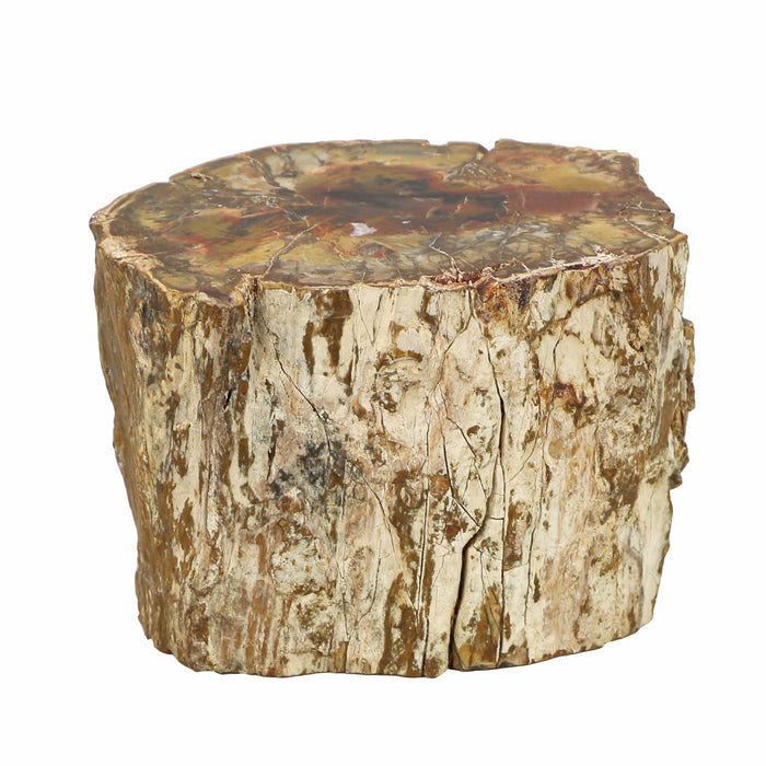 Madagascar Petrified Wood Branch, Medium