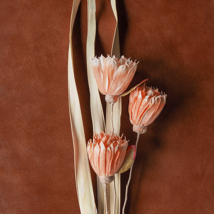 Sola Rose Stem Mixed Color, 40"