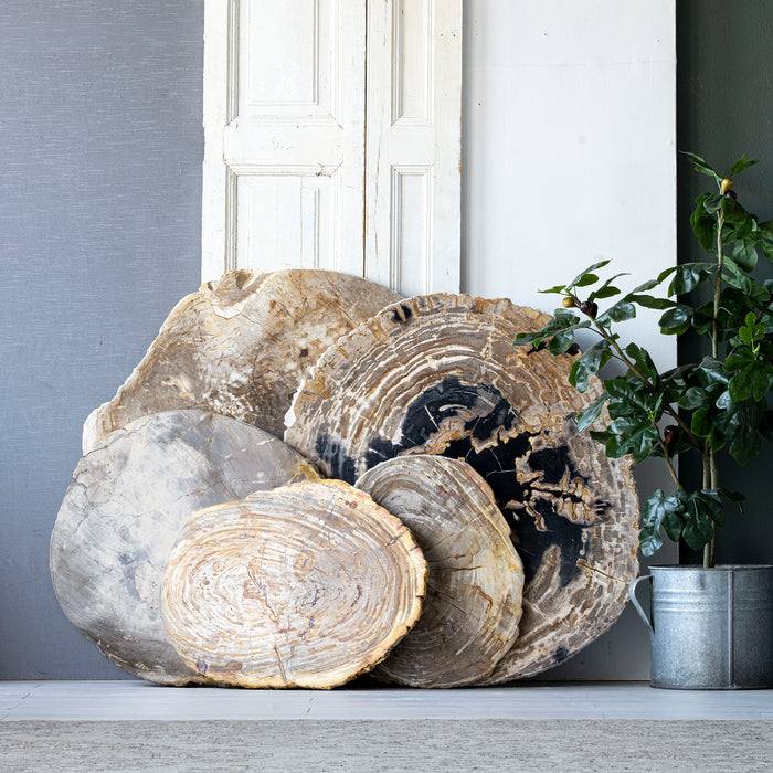 Live Edge Petrified Slab