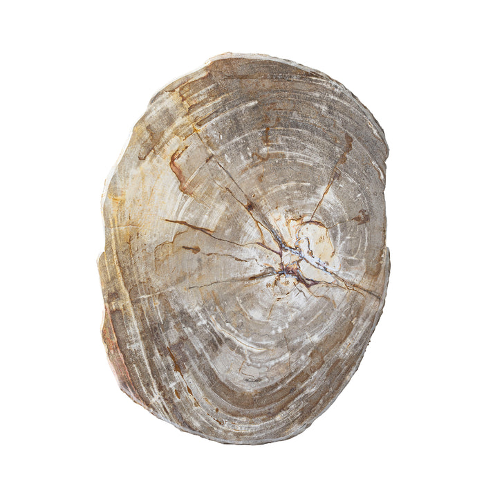 Live Edge Petrified Slab