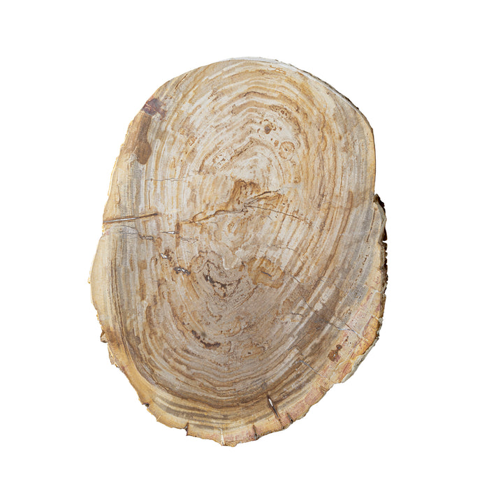 Live Edge Petrified Slab