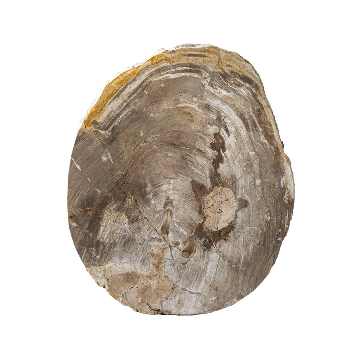 Live Edge Petrified Slab