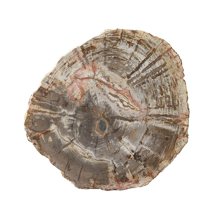 Live Edge Petrified Slab