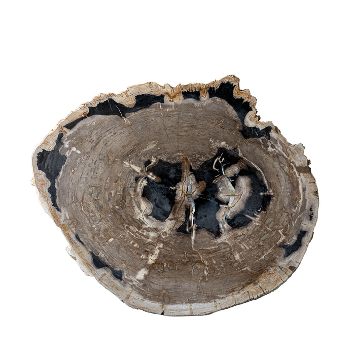Live Edge Petrified Slab