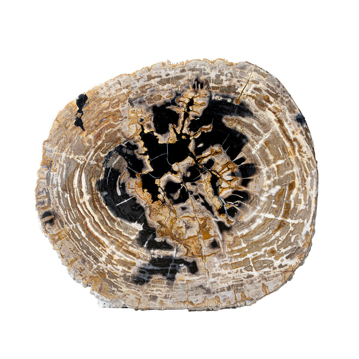 Live Edge Petrified Slab