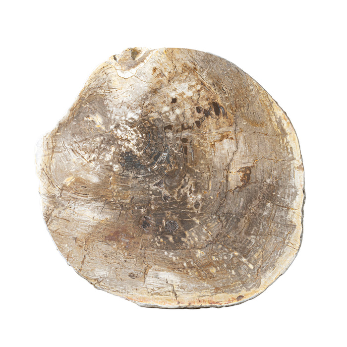 Live Edge Petrified Slab