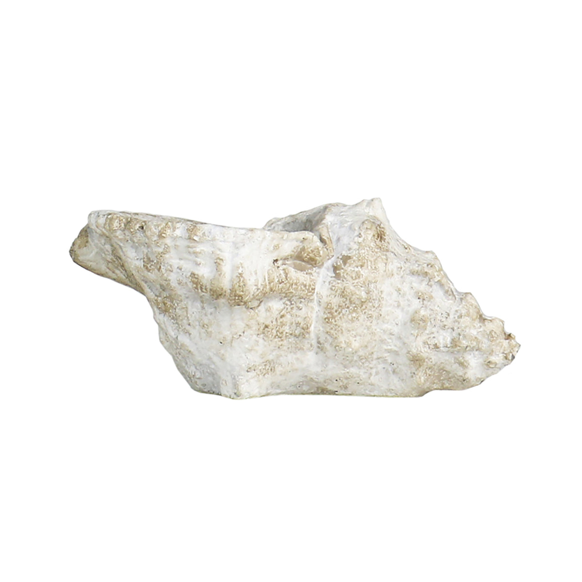 Cast Concrete Conch Shell — Blue Ocean Traders
