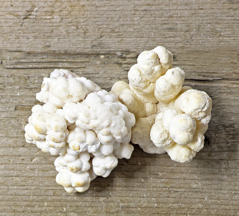 White Cave Coral Calcite Undersize