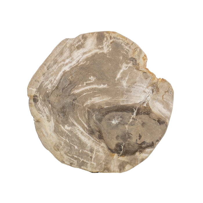 Petrified Wood Table Top