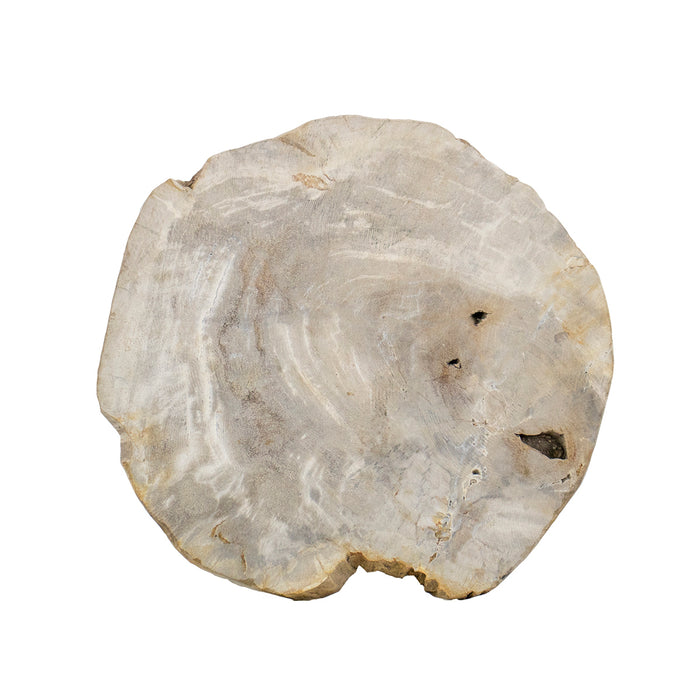 Petrified Wood Table Top
