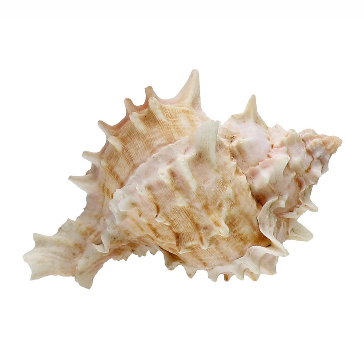 Small Conch Shell — Blue Ocean Traders