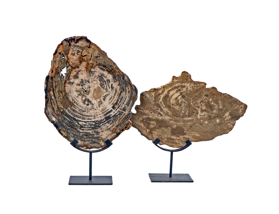 Petrified Wood on Iron Stand